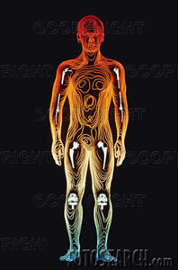 human-body