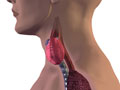 thyroid