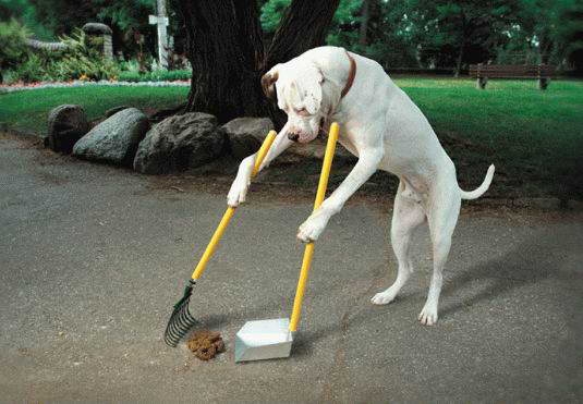doggiepoopscooper
