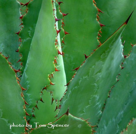 agave-2 agave-2