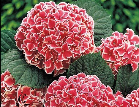 FREE FLOWERS PROMO FREE FLOWERS PROMO