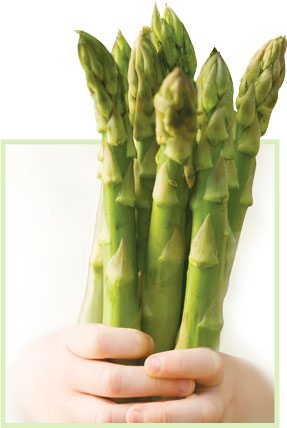 Asparagus Asparagus