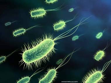 bacteria