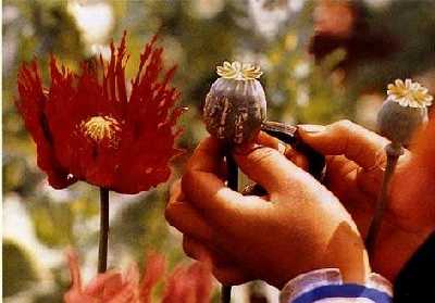 opium-poppies opium-poppies