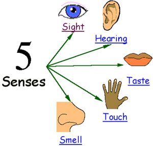 5-senses 5-senses