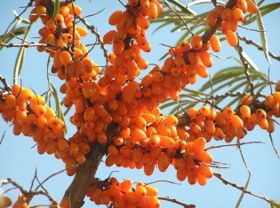 Sea buckthorn berry