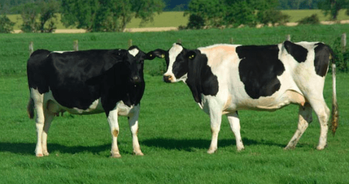 Animal Protein