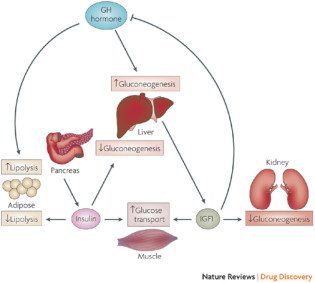IGF-1 how does IGF-1 work