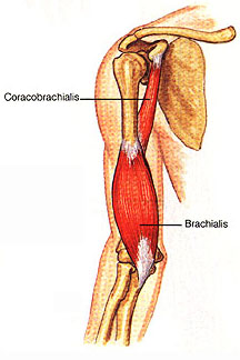 brachialis